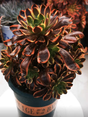 250mm Aeonium ‘Super Bang’ Cluster, Variegated Succulent