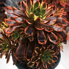 250mm Aeonium ‘Super Bang’ Cluster, Variegated Succulent