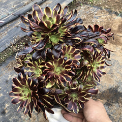 250mm Aeonium ‘Super Bang’ Cluster, Variegated Succulent