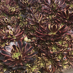 250mm Aeonium ‘Super Bang’ Cluster, Variegated Succulent