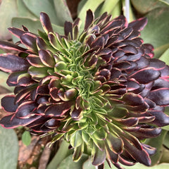 250mm Aeonium ‘Super Bang’ Crested, Variegated Succulent