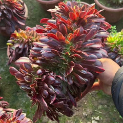 250mm Aeonium ‘Super Bang’ Crested, Variegated Succulent