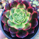 90mm Aeonium ‘Milky White’ Single, Variegated Aeonium 'Halloween', Rare and Live Succulent