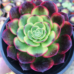 90mm Aeonium ‘Milky White’ Single, Variegated Aeonium 'Halloween', Rare and Live Succulent