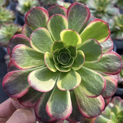 90mm Aeonium ‘Milky White’ Single, Variegated Aeonium 'Halloween', Rare and Live Succulent