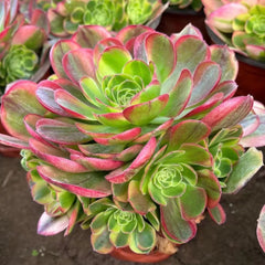 200mm Aeonium ‘Milky White’ Cluster, Variegated Aeonium 'Halloween', Rare and Live Succulent