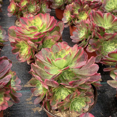 200mm Aeonium ‘Milky White’ Cluster, Variegated Aeonium 'Halloween', Rare and Live Succulent