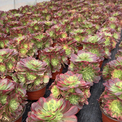 200mm Aeonium ‘Milky White’ Cluster, Variegated Aeonium 'Halloween', Rare and Live Succulent
