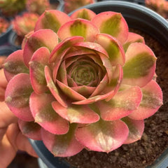 100mm Aeonium ‘Fallen City’ Single, AKA 'QingCheng', Variegated Succulent