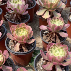 100mm Aeonium ‘Fallen City’ Single, AKA 'QingCheng', Variegated Succulent