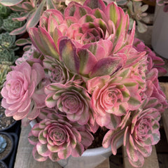 200mm Aeonium ‘Fallen City’ Cluster, AKA 'QingCheng', Rare and Live Succulent