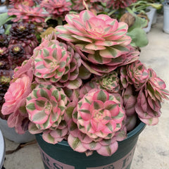 200mm Aeonium ‘Fallen City’ Cluster, AKA 'QingCheng', Rare and Live Succulent