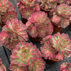 200mm Aeonium ‘Fallen City’ Cluster, AKA 'QingCheng', Rare and Live Succulent
