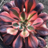 100mm Aeonium ‘Chanel’ Single, Variegated Succulent