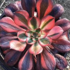 100mm Aeonium ‘Chanel’ Single, Variegated Succulent