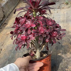 150mm Variegated Aeonium ‘Chanel’ Cluster, Rare and Live Succulent