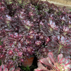 150mm Variegated Aeonium ‘Chanel’ Cluster, Rare and Live Succulent