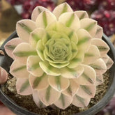 100mm Aeonium ‘Maybach’ Single, Variegated Succulent