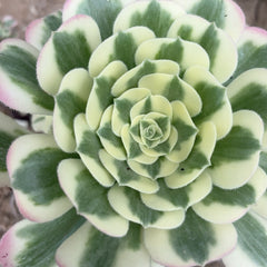 100mm Aeonium ‘Maybach’ Single, Variegated Succulent