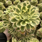 200mm Aeonium ‘Maybach’ Cluster, Variegated Succulent