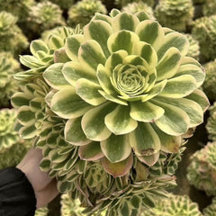 200mm Aeonium ‘Maybach’ Cluster, Variegated Succulent