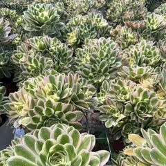 200mm Aeonium ‘Maybach’ Cluster, Variegated Succulent