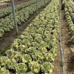 200mm Aeonium ‘Maybach’ Cluster, Variegated Succulent