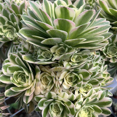 200mm Aeonium ‘Maybach’ Cluster, Variegated Succulent