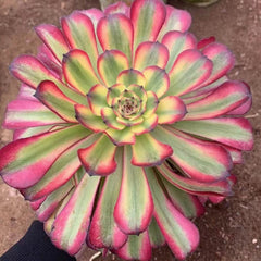100mm Aeonium ‘Black Kingkong’ Single, Variegated Succulent