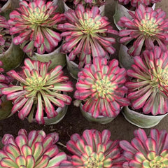 100mm Aeonium ‘Black Kingkong’ Single, Variegated Succulent