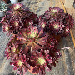 250mm Aeonium ‘Black Kingkong’ Cluster, Variegated Succulent