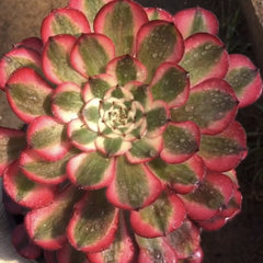 100mm Variegated Aeonium 'Garnet', AKA 'Moon goddess' , Rare and Live Succulent