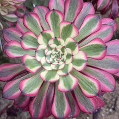 100mm Variegated Aeonium 'Garnet', AKA 'Moon goddess' , Rare and Live Succulent