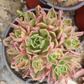100mm Aeonium 'Sweet Tea’ Small Cluster, Variegated Succulent