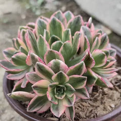 100mm Aeonium 'Sweet Tea’ Small Cluster, Variegated Succulent