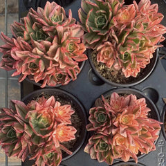 100mm Aeonium 'Sweet Tea’ Small Cluster, Variegated Succulent