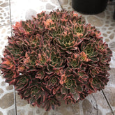 300mm Aeonium 'Sweet Tea' Cluster, Variegated Succulent