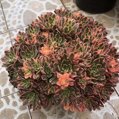 300mm Aeonium 'Sweet Tea' Cluster, Variegated Succulent