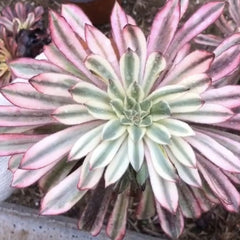 100mm Aeonium ‘XianMo’ Single, Variegated Succulent