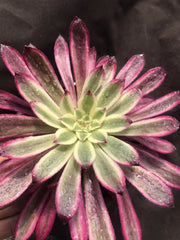100mm Aeonium ‘XianMo’ Single, Variegated Succulent