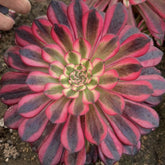 100mm Variegated Aeonium Zwartkin Single, Rare and Live Succulent