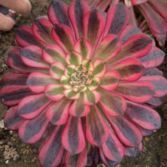100mm Variegated Aeonium Zwartkin Single, Rare and Live Succulent