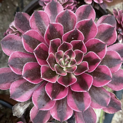 100mm Variegated Aeonium Zwartkin Single, Rare and Live Succulent