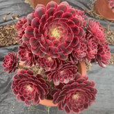 250mm Variegated Aeonium Zwartkin Cluster, Rare and Live Succulent