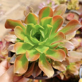 100mm Aeonium ‘Green Lemon’ Single, Variegated Succulent