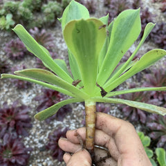 100mm Aeonium ‘Green Lemon’ Single, Variegated Succulent