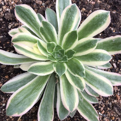 100mm Aeonium ‘Gorgeous Bloom’ Single, Variegated Succulent