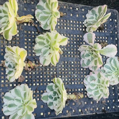 100mm Aeonium ‘Gorgeous Bloom’ Single, Variegated Succulent