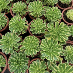 100mm Aeonium ‘Gorgeous Bloom’ Single, Variegated Succulent