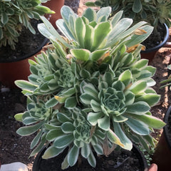 200mm Aeonium ‘Gorgeous Bloom’ Cluster, Variegated Succulent